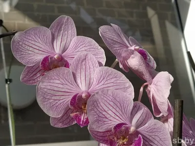 Как правильно пересаживать орхидеи: пошаговая инструкция - BONA FORTE