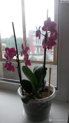 Видео Орхидея Фаленопсис: пересадка в двойной горшок и особенности ухода |  Gusev Orchids