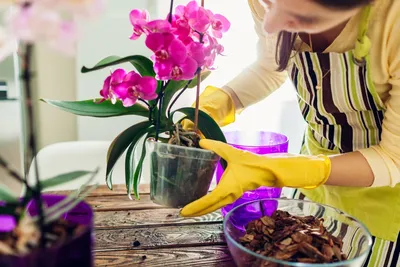 Грунт для орхидей своими руками - как приготовить в домашних условиях -  Главред