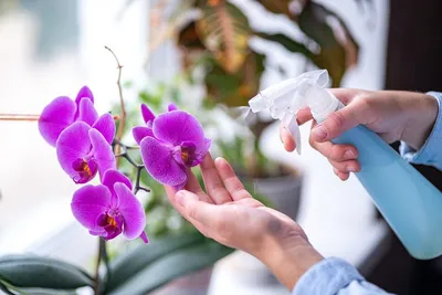 Уход за орхидеей в домашних условиях: о поливе и подкормке