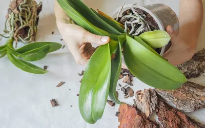 Как ухаживать за орхидеей в горшке в домашних условиях: пошаговая  инструкция после покупки цветущей орхидеи в магазине с советами для  начинающих