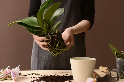 Как пересадить орхидею