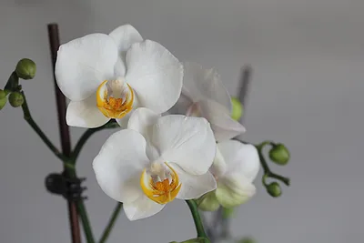 пересадка орхидей дома. посадочные инструменты с коровником и мхом. процесс  трансплантации орхидей. маленький молодой Стоковое Изображение -  изображение насчитывающей ботаническую, бак: 225028311