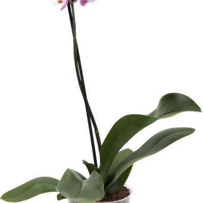 Пересадка орхидеи после цветения в другой горшок