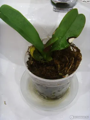 Как размножить орхидею фаленопсис в домашних условиях. Как размножается  фаленопсис