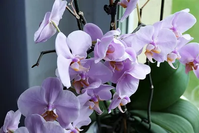 Как ухаживать за орхидеей: инструкция по уходу, поливу и пересадке | РБК  Life