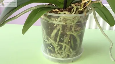 Орхидея: уход в домашних условиях, пересадка и размножение | ivd.ru