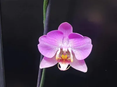 Как и когда правильно пересаживать орхидею - главные правила — УНИАН