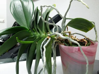 Как правильно омолодить Орхидею? Подробная поэтапная пересадка старой  Орхидеи | ЦВЕТЫ НА ОКНЕ | Дзен