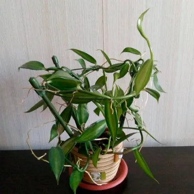 Пересадка - Страница 6 - форум магазина коллекционных орхидей orchids.ua