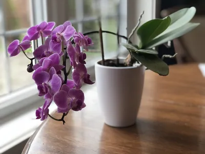 Пересадка мини орхидеи от А до Я - YouTube