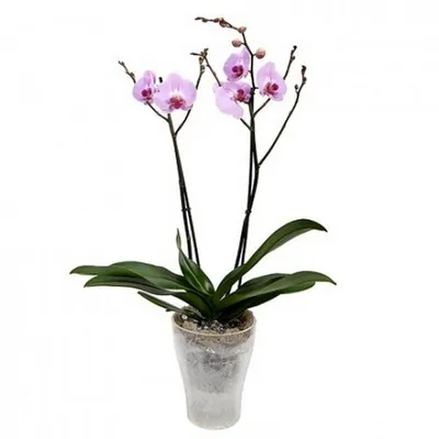 https://penza.leroymerlin.ru/product/orhideya-falenopsis-promo-12-h40-55-sm-13533092/