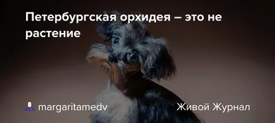 Петербургская орхидея 🐶 — описание, фото, характер и все о породе орхидея  на Pet Guide🐾