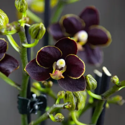 Орхидея phalaenopsis фото фотографии