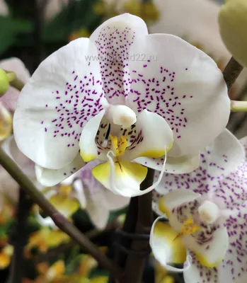 Ferrara | Orchid varieties, Phalaenopsis orchid, Orchid care