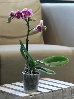 Орхидея Phalaenopsis Rome (отцвел)