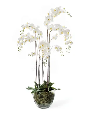 Фаленопсис Мария Тереза (Phalaenopsis Maria Therese) — купить в  интернет-магазине Ангелок