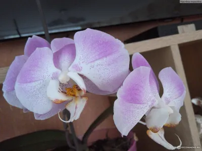 Загадочная красавица: орхидея Phalaenopsis Liodoro