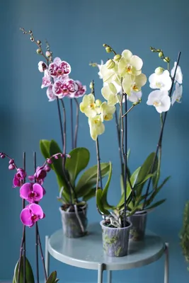 Орхидея Phalaenopsis (Фаленопсис) мини 30-9 - купить в Минске с доставкой,  цена и фото в интернет-магазине Cvetok.by