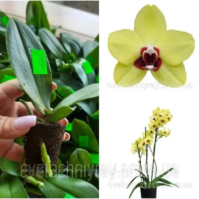 Белая Орхидея Phalaenopsis Цветок Изолированы На Черном Фоне Макросъемка —  стоковые фотографии и другие картинки Без людей - iStock