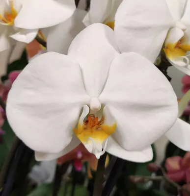 Орхидея Фаленопсис (Phalaenopsis) 3 стрелки - купить в Минске с доставкой,  цена и фото в интернет-магазине Cvetok.by