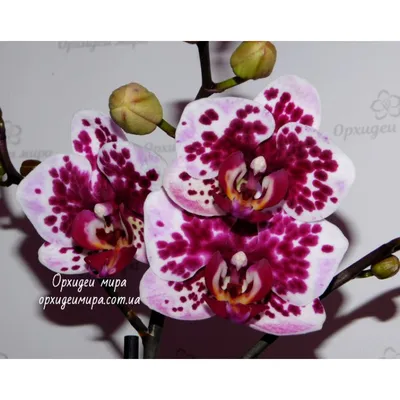 Irene's orchids - Phal Manta Penida и Бусёрик💕 Все фото... | Facebook