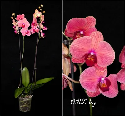 💥Phalaenopsis Horizon - эксклюзивный сорт в наличии! Фото 1 и 2 - 60 см, 2  цветоноса, 29 рублей . фото 3 - Орхидея Exotic Punch 2… | Instagram