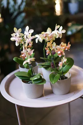 Красивейшая розовая орхидея - Phalaenopsis Стоковое Фото - изображение  насчитывающей среда, бобра: 19865816