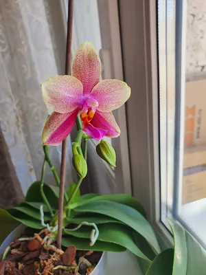 💥Phalaenopsis Horizon - эксклюзивный сорт в наличии! Фото 1 и 2 - 60 см, 2  цветоноса, 29 рублей . фото 3 - Орхидея Exotic Punch 2… | Instagram