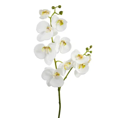 Орхидея Phalaenopsis (Фаленопсис) мини 30-9 - купить в Минске с доставкой,  цена и фото в интернет-магазине Cvetok.by