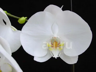 Premium Photo | Orchid phalaenopsis liodoro home flowering