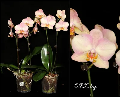 Орхидея Phalaenopsis Horizon