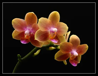 Phalaenopsis Calm Storm - OrchidWeb