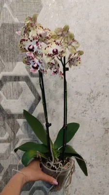 Фаленопсис Джулия (Phalaenopsis Julia) — купить в интернет-магазине Ангелок