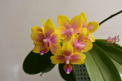 Орхидея Фаленопсис (Phalaenopsis) купить по цене 1 995 р. с доставкой в  Энгельсе