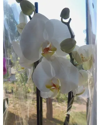 Орхидея Белая Орхидея Phalaenopsis White Swan — купить в Красноярске.  Горшечные растения и комнатные цветы на интернет-аукционе Au.ru