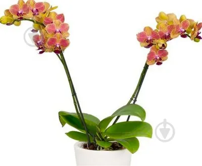 Phalaenopsis Multi. white Kolibri Iceland | Phalaenopsis Multiflora |  Phalaenopsis Multiflora | Flowering indoor orchids | Flowering indoorplants  | Indoorplants | All products | OZ Planten