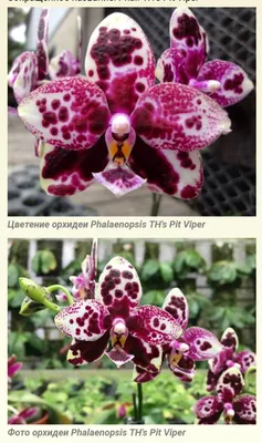 Дендробиум фаленопсис(Dendrobium phalaenopsis) - «Даже у начинающих, орхидея  будет расти не по дням, а по часам! ( + фото моего дендробиума)» | отзывы