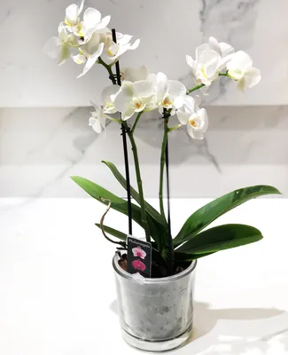 Орхидея Phalaenopsis (Фаленопсис) мини 30-9 - купить в Минске с доставкой,  цена и фото в интернет-магазине Cvetok.by