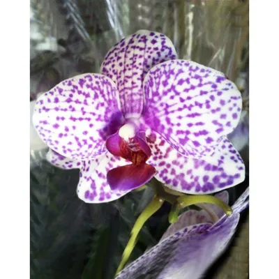 Орхидея Фаленопсис Пятнистая Бордовая (Phalaenopsis)