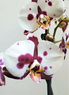 орхидея белая пятнистая в горшке – Natural Touch Flowers