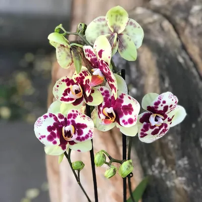 Орхидея Фаленопсис 2 ствола Пятнистая Бело-Розовая (Phalaenopsis)
