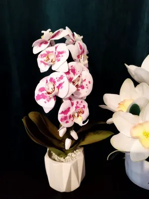 Купить «Орхидея из сказки» с доставкой в Чите - «Flowers World»