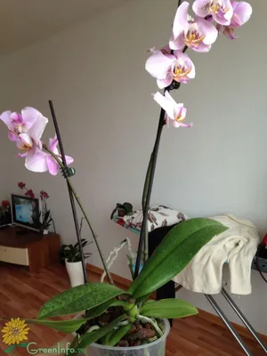 Орхидея Phalaenopsis Bellicose (отцвел)