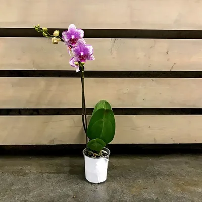Орхидея Phalaenopsis Happy Hour, multiflora