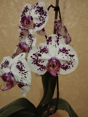 Орхидея Фаленопсис 2 ствола Желтая Пятнистая (Phalaenopsis)