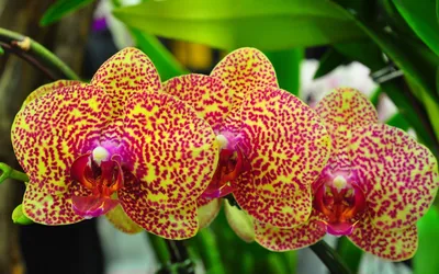 Купить «Орхидея из сказки» с доставкой в Чите - «Flowers World»