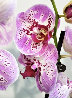 Орхидея Фаленопсис Пятнистая 1 ствол (Phalaenopsis)