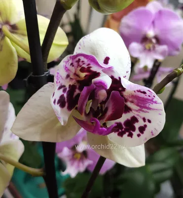 Орхидея Фаленопсис Мутант 2 ствола Пятнистый Бордовый (Phalaenopsis Mutant)