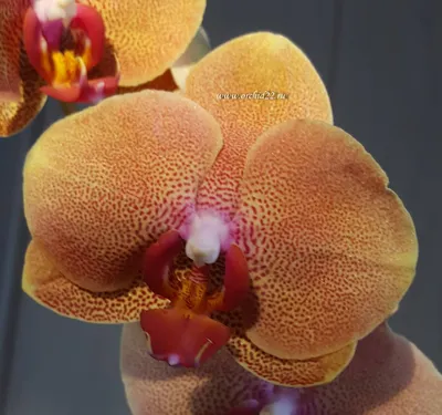 https://vesna-city.ru/magazin/product/orhideya-falenopsis-mini-1-stvol-pyatnistaya-phalaenopsis